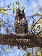 Image of Stygian Owl