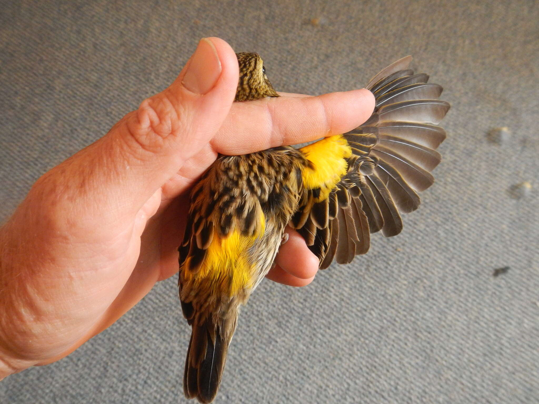 Image of Euplectes capensis capensis (Linnaeus 1766)