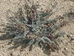 Image of widow's milkvetch