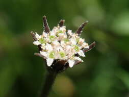 Imagem de Chaerophyllum novae-zelandiae K. F. Chung