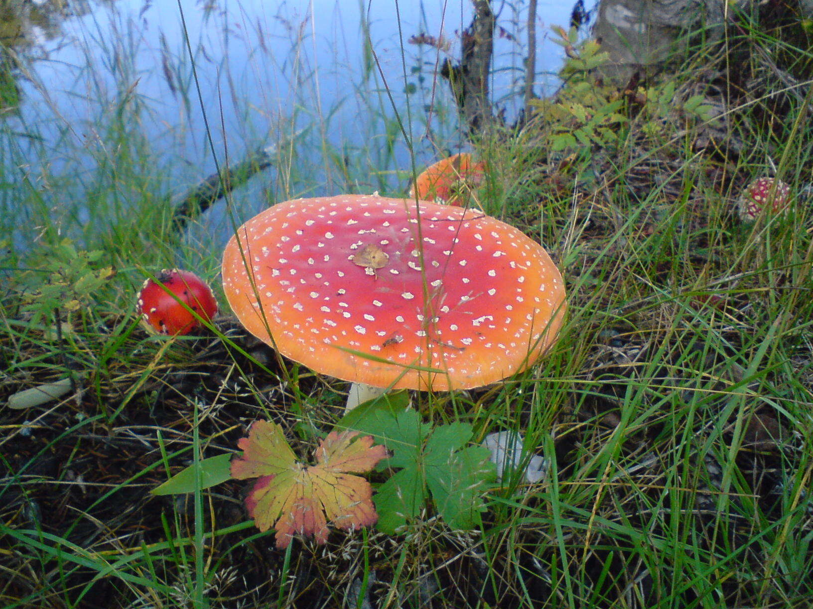 Image of Fly agaric