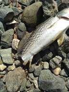 Image of Gray weakfish