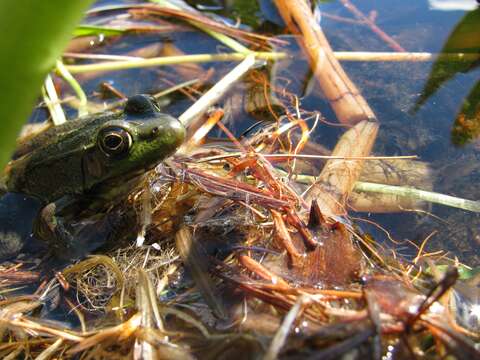 Image of Green Frog