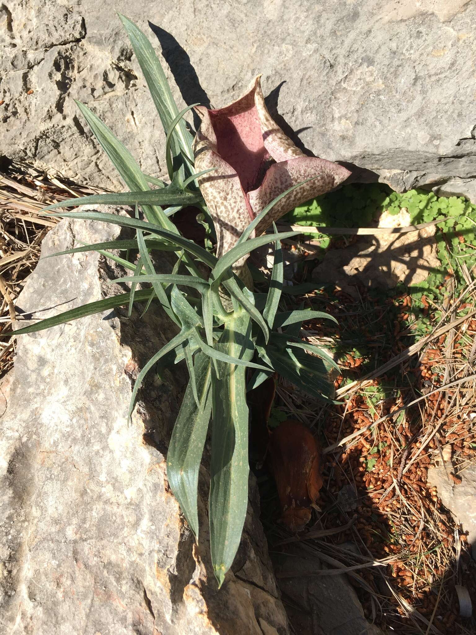 白星海芋屬的圖片