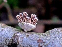 Image of Schizophyllum