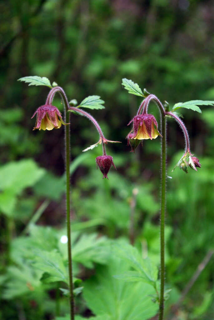 Image of Water Avens