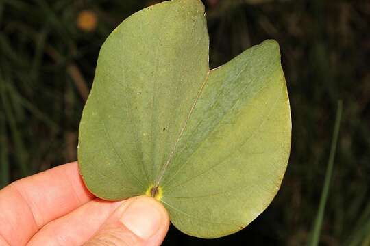 Image of Pink bauhinia