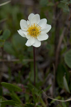 Imagem de Dryas integrifolia Vahl