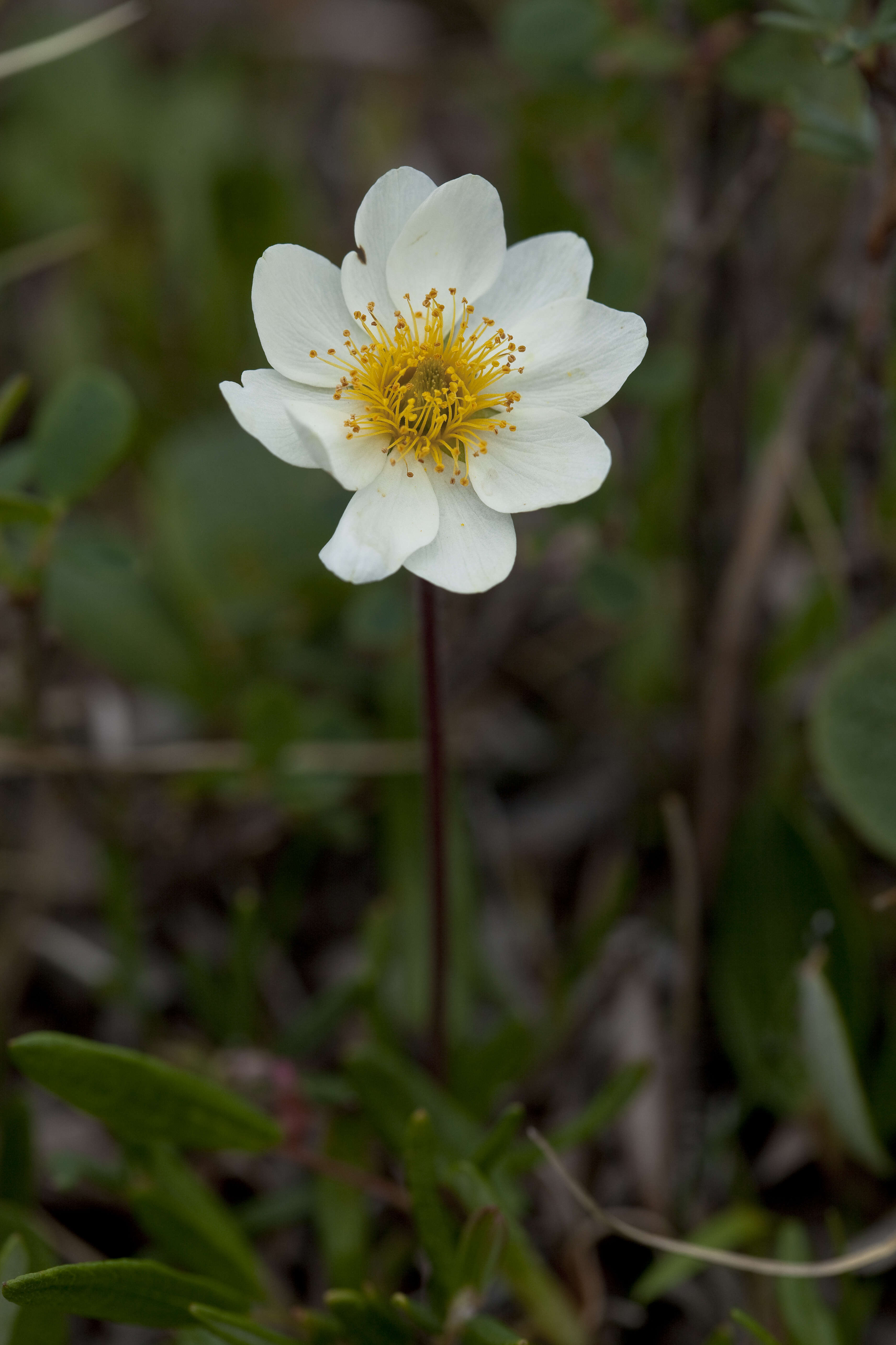 Image of entireleaf mountain-avens