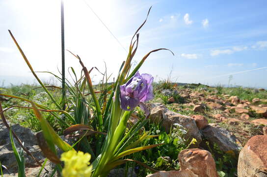 Image of Gilboa Iris