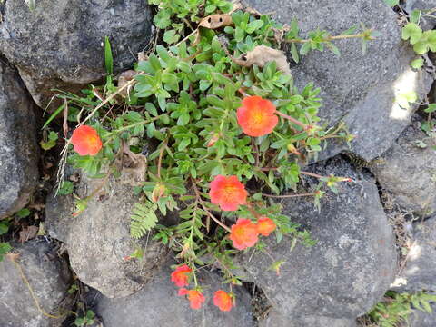 Portulaca umbraticola Kunth resmi