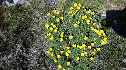 Imagem de Potentilla biflora Willd. ex Schltdl.