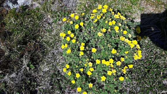 Image of twoflower cinquefoil