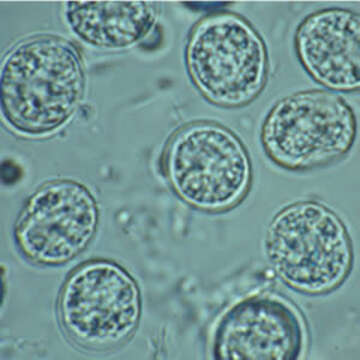 Image of Toxoplasma