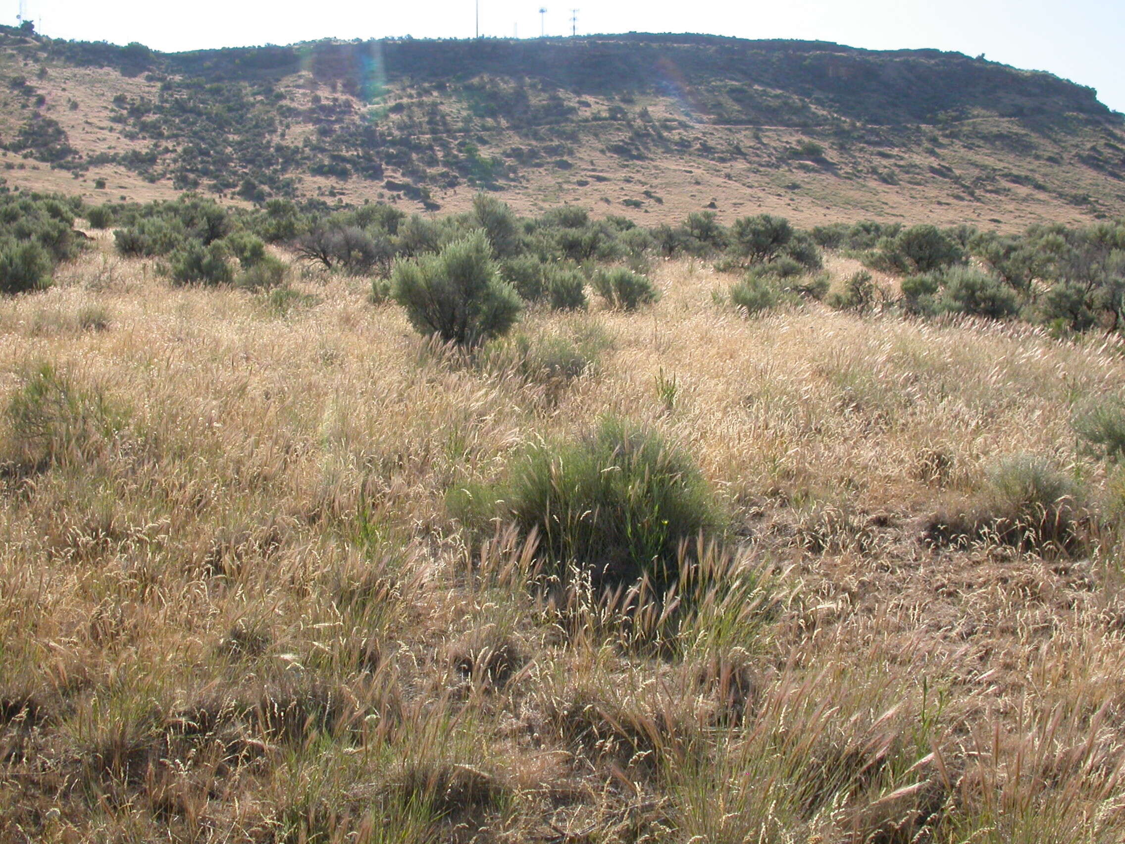 Imagem de Artemisia tridentata (Nutt.) W. A. Weber