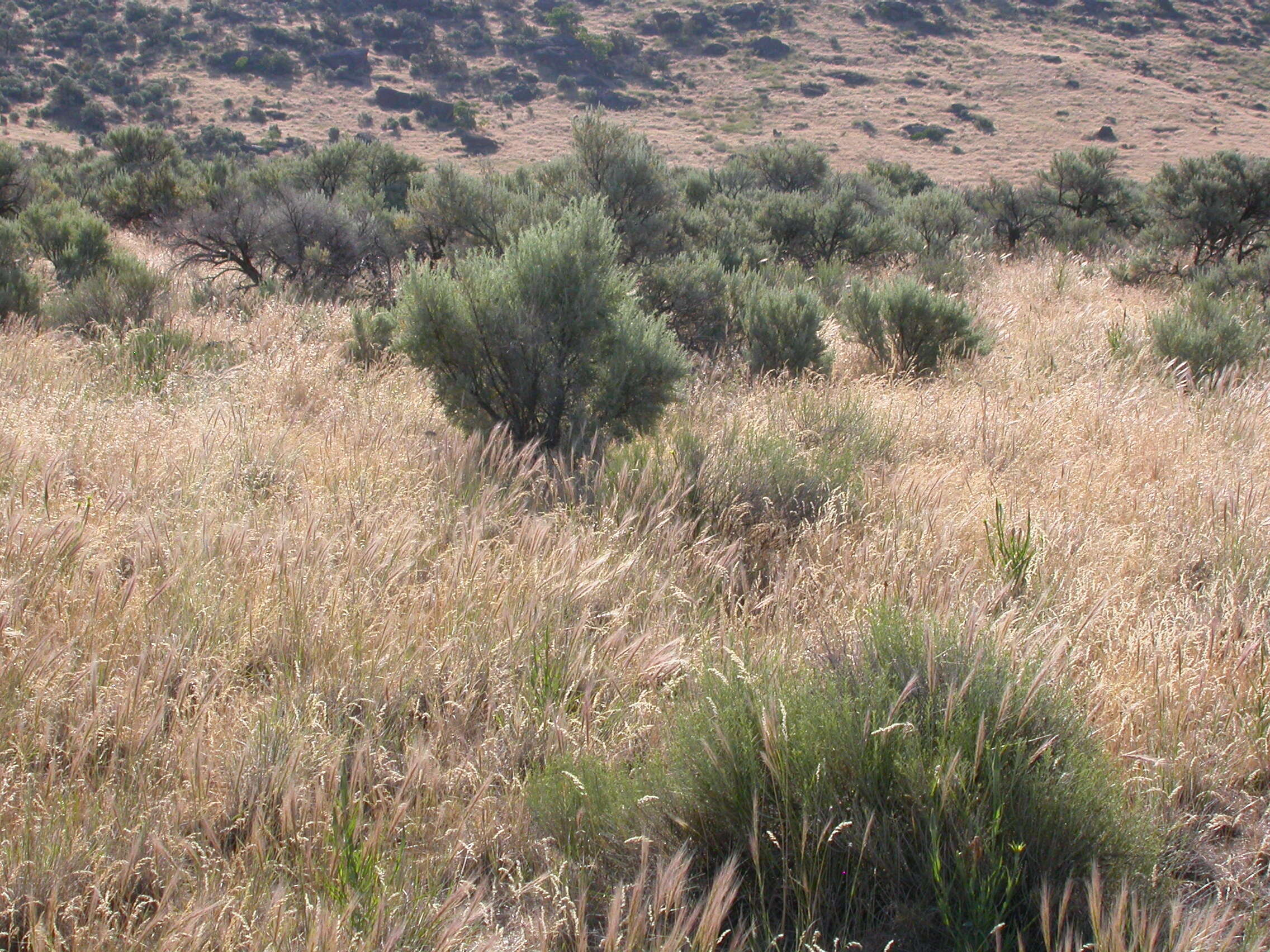 Imagem de Artemisia tridentata (Nutt.) W. A. Weber