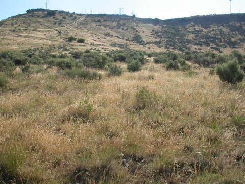 Imagem de Artemisia tridentata (Nutt.) W. A. Weber