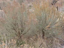 Imagem de Artemisia tridentata (Nutt.) W. A. Weber