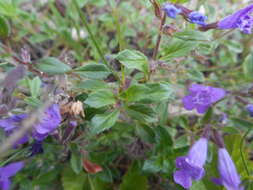 Image of Clinopodium alpinum (L.) Kuntze