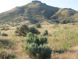 Imagem de Artemisia tridentata (Nutt.) W. A. Weber