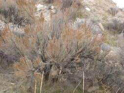 Imagem de Artemisia tridentata (Nutt.) W. A. Weber