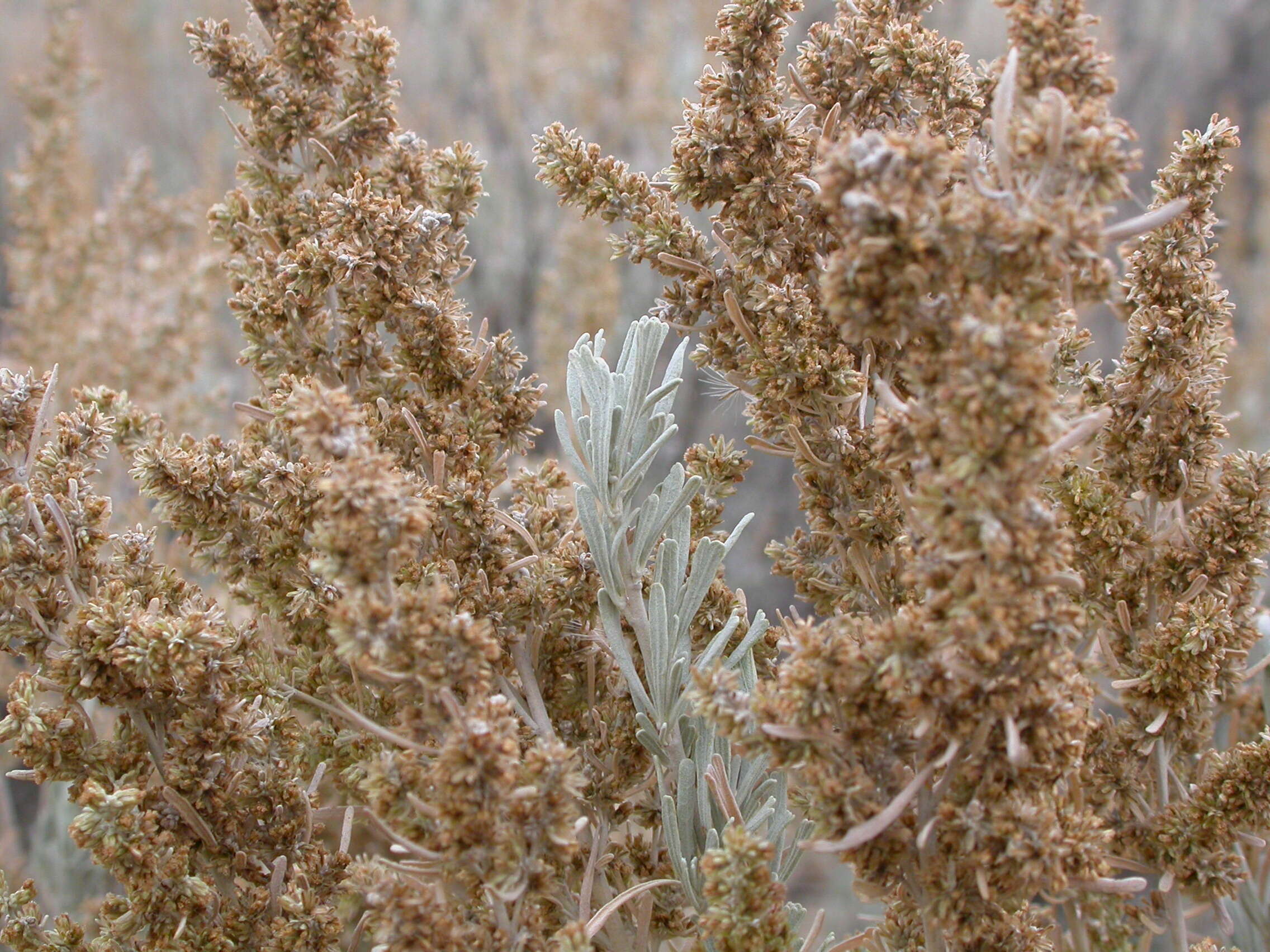 Imagem de Artemisia tridentata (Nutt.) W. A. Weber