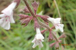 Image of Stachys rivularis J. M. Wood & M. S. Evans