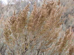 Imagem de Artemisia tridentata (Nutt.) W. A. Weber