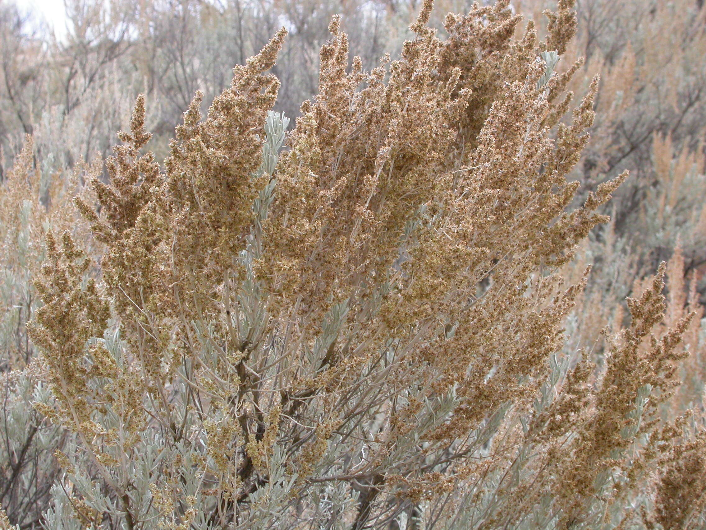 Imagem de Artemisia tridentata (Nutt.) W. A. Weber