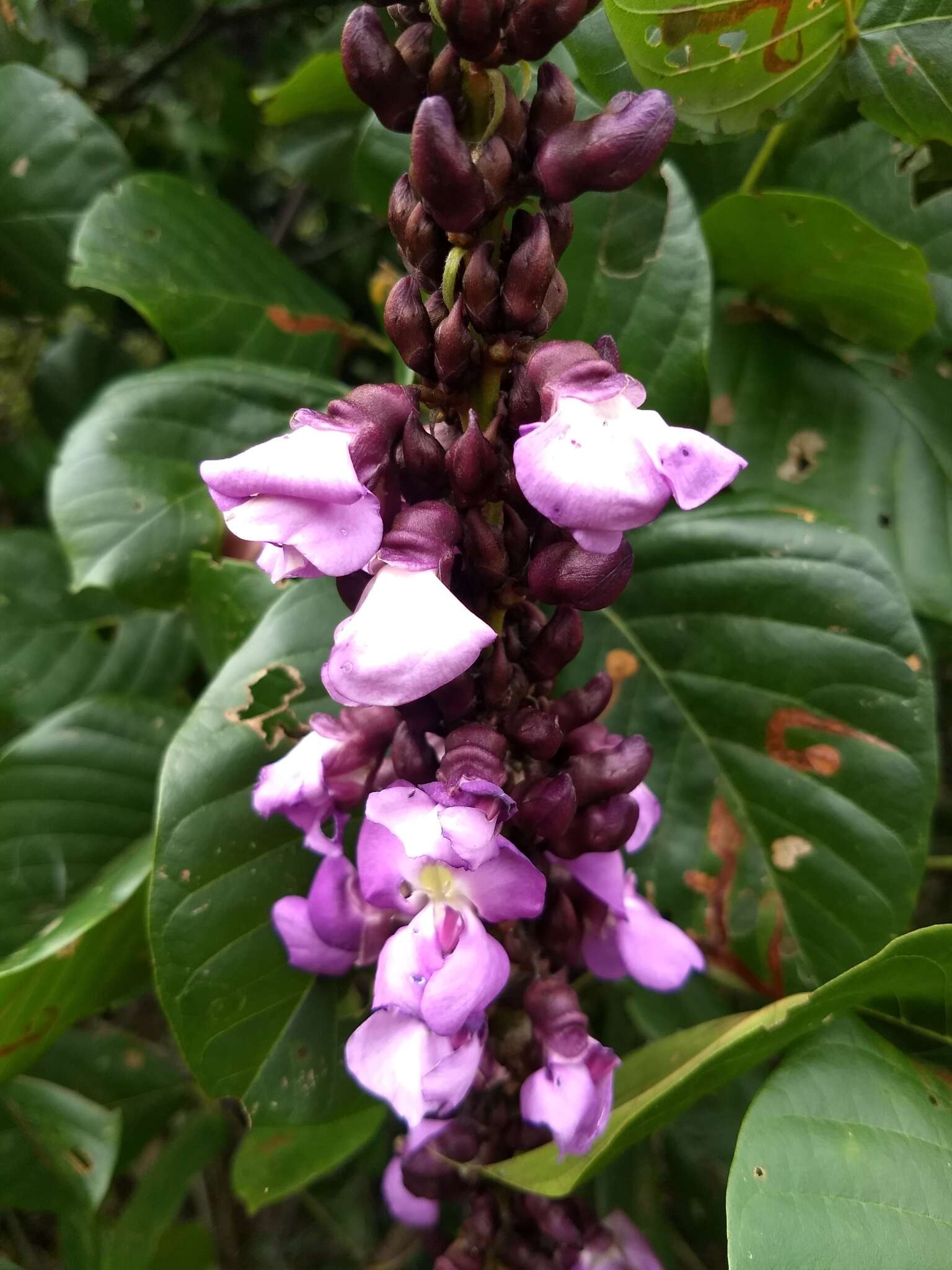 Image of Macropsychanthus violaceus