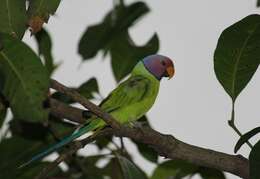 Image of Plum-headed Parakeet