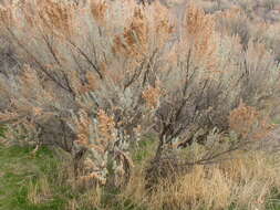 Imagem de Artemisia tridentata (Nutt.) W. A. Weber