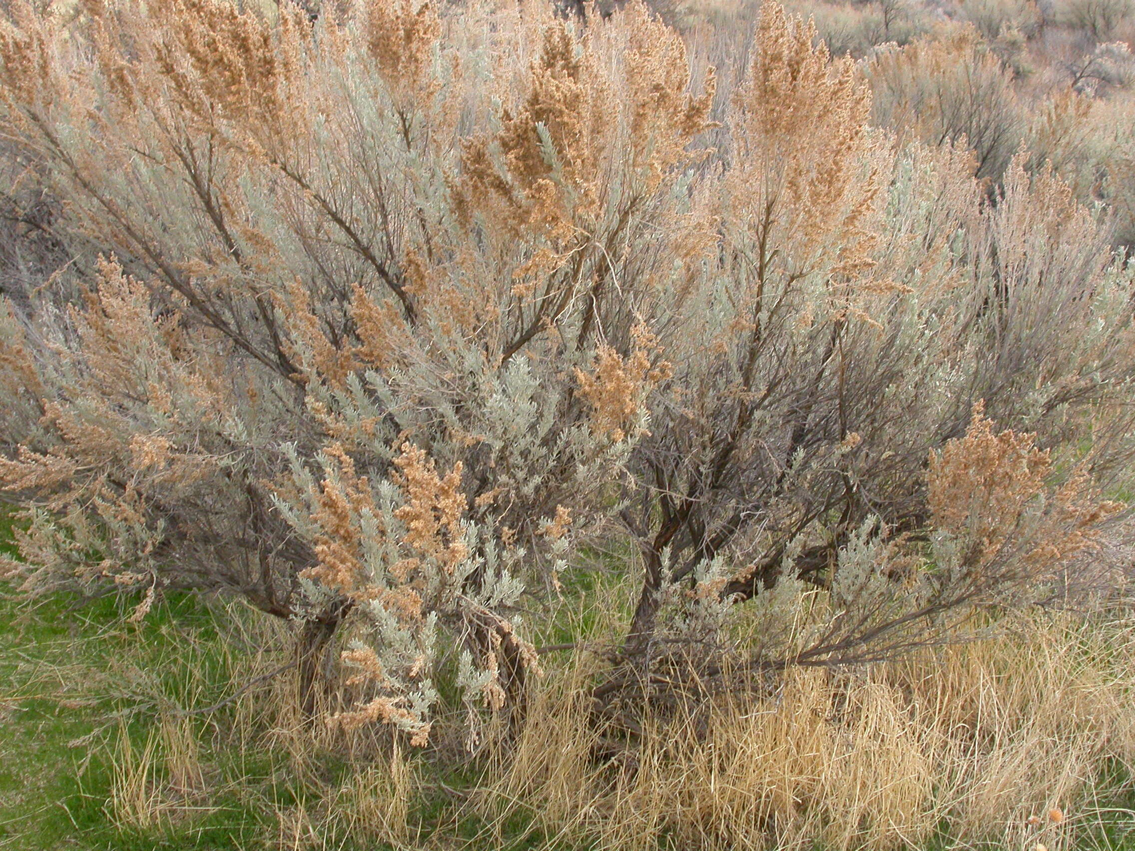 Imagem de Artemisia tridentata (Nutt.) W. A. Weber