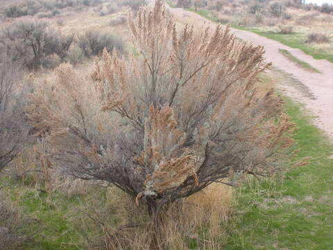 Imagem de Artemisia tridentata (Nutt.) W. A. Weber