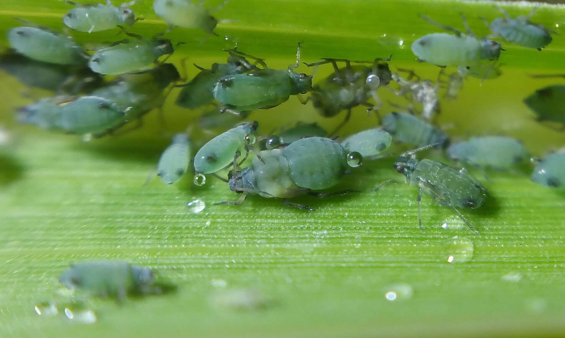 Image of Corn leaf aphid