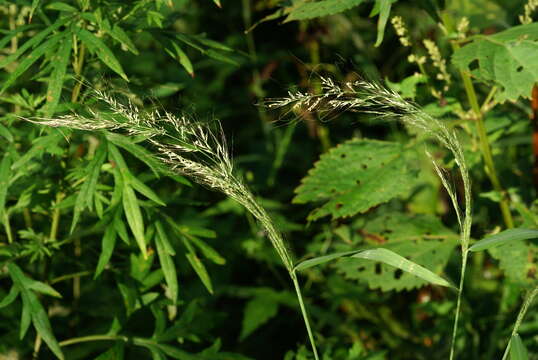 Image of Muhlenbergia huegelii Trin.