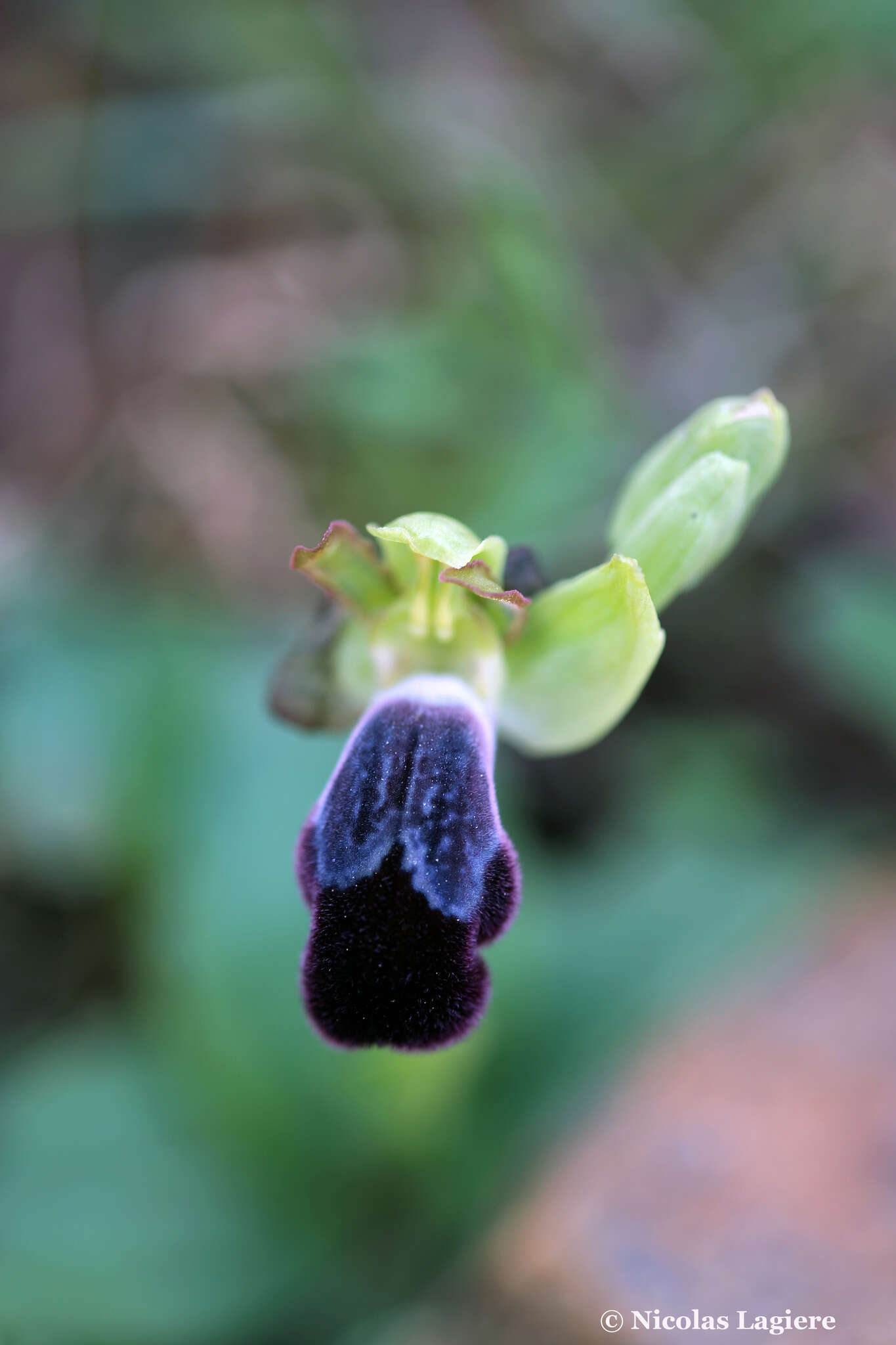 Image of Ophrys omegaifera var. basilissa (C. Alibertis, A. Alibertis & H. R. Reinhard) Faurh.