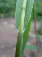 Imagem de Cinna latifolia (Trevir.) Griseb.