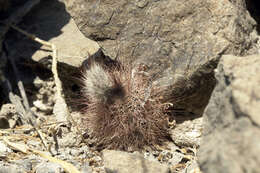 Image of Echinocereus chisosensis subsp. fobeanus (Oehme) N. P. Taylor