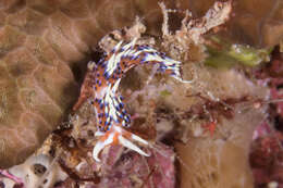 Image of White tipped red and white slug