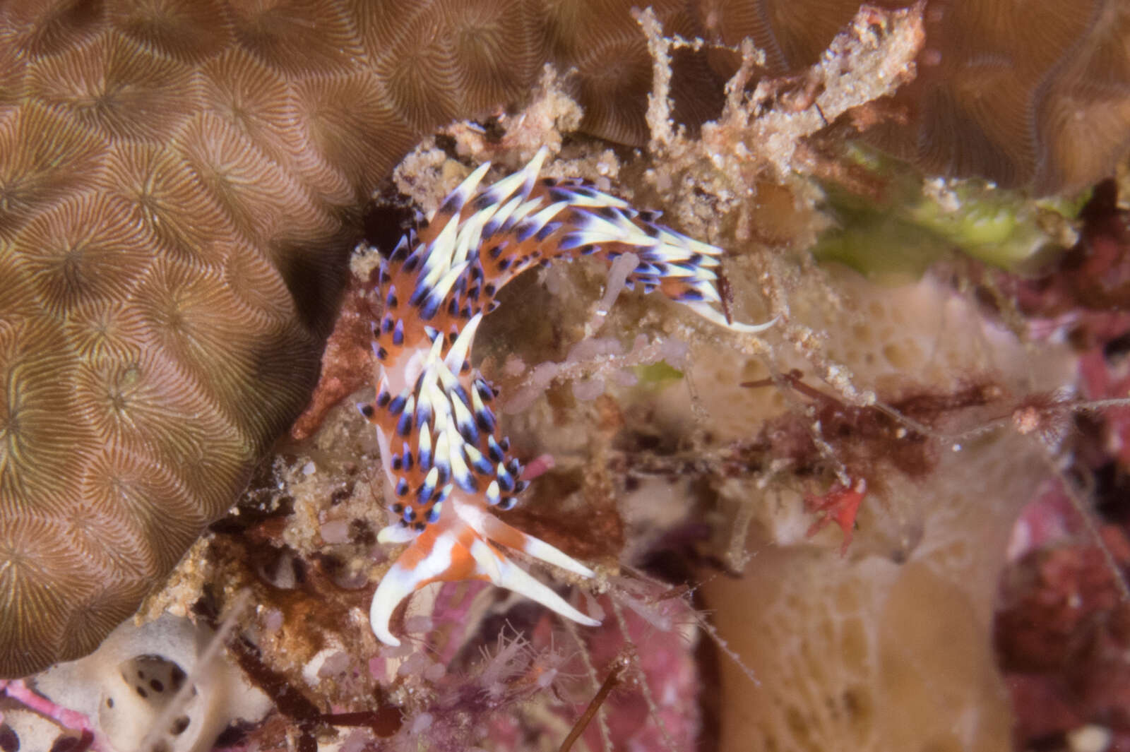 Image of White tipped red and white slug