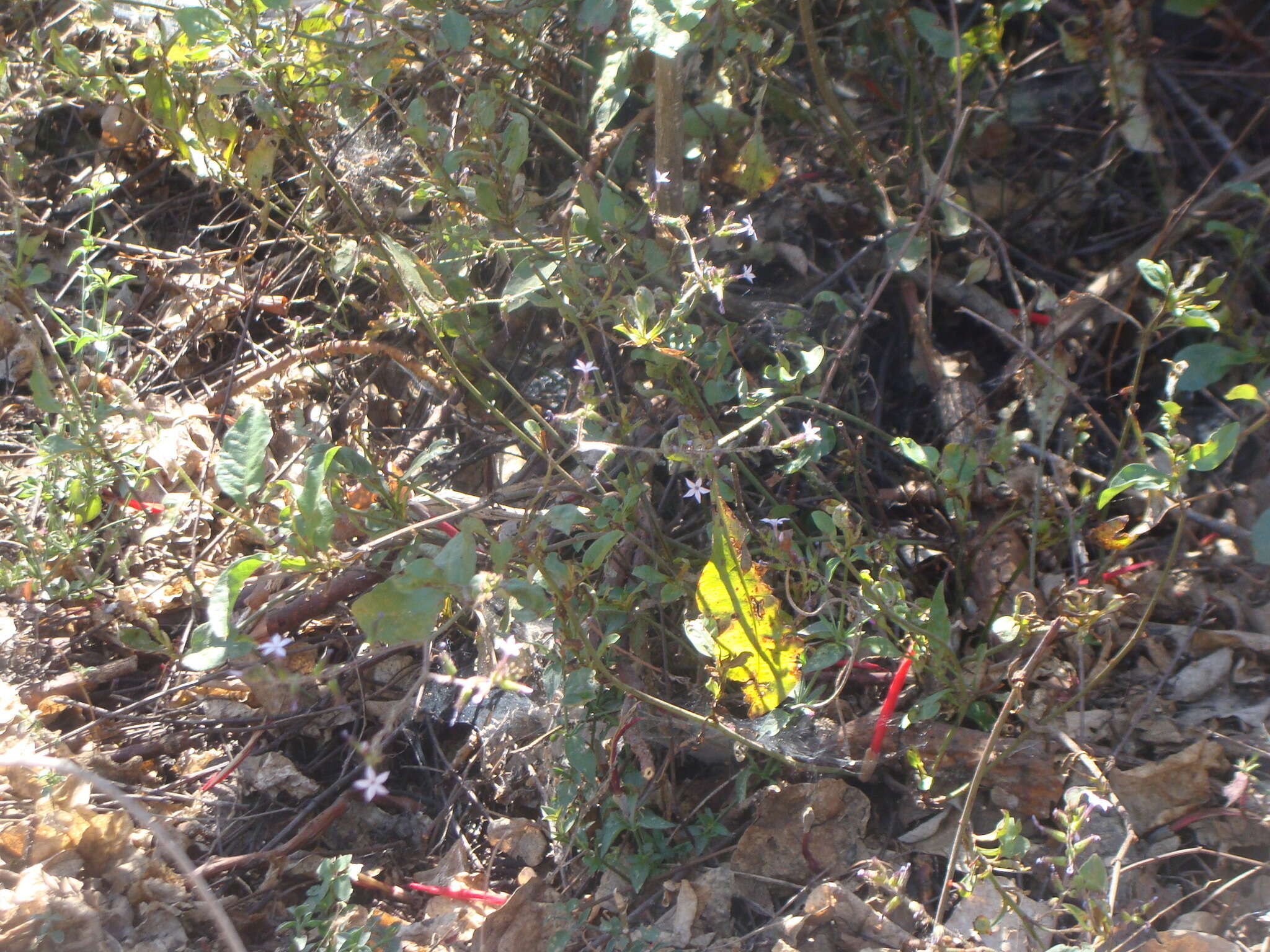 Image of Plumbago pulchella Boiss.