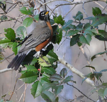 Image of American Robin