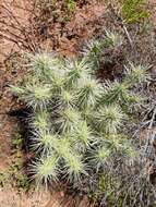 Image of Cylindropuntia imbricata subsp. rosea