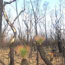 Imagem de Xanthorrhoea australis R. Br.