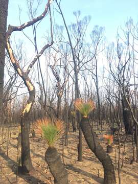 Imagem de Xanthorrhoea australis R. Br.