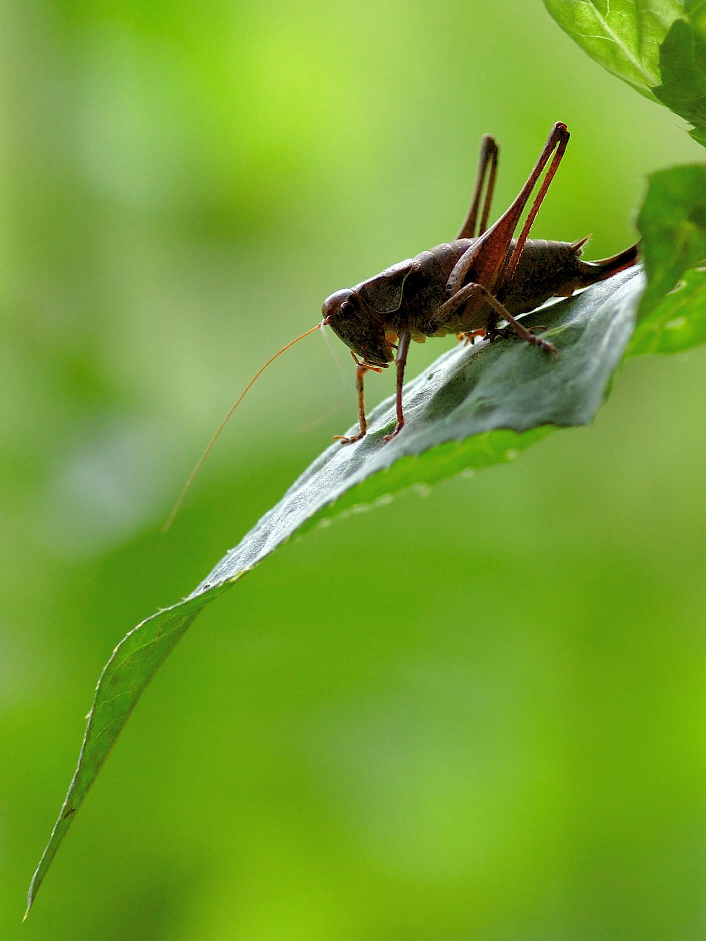 Image of dark bush-cricket