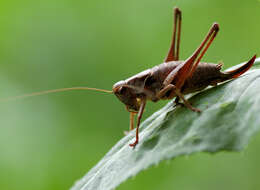 Image of dark bush-cricket