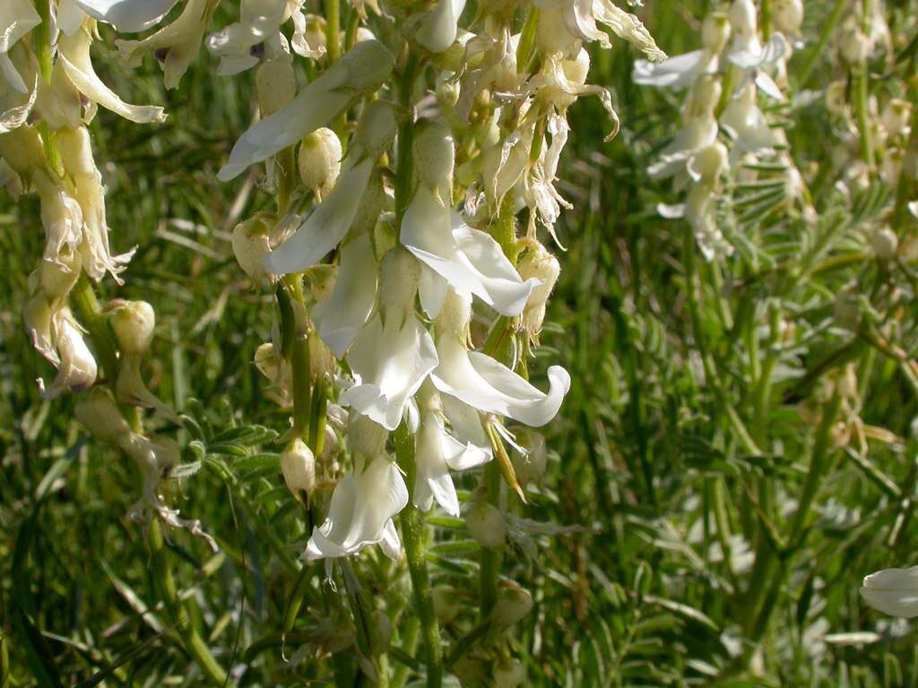 Imagem de Astragalus drummondii Dougl.