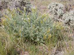 Imagem de Astragalus drummondii Dougl.